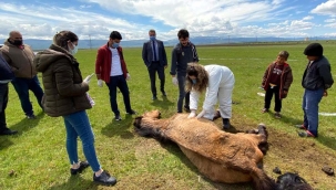 İNSANLIK ARDAHAN'DA