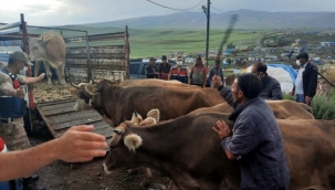 GÖLE'NİN İNEKLERİ, KARS'TA YAKALANDI