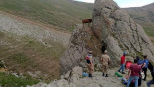KAYALIKTA İNEK KURTARMA OPERASYONU