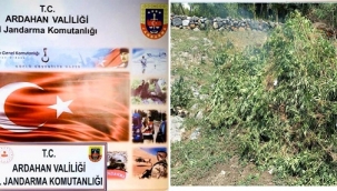 17 bin 686 kök Hint keneviri görevlilerce yakılarak imha edildi.