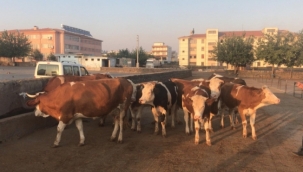 Ardahan'da kaybolan büyükbaş hayvanlar Kars'ta bulundu