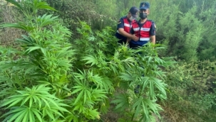 Ardahan'da kendiliğinden bir tarlada yetişen 670 kök Hint keneviri görevlilerce yakılarak imha edildi