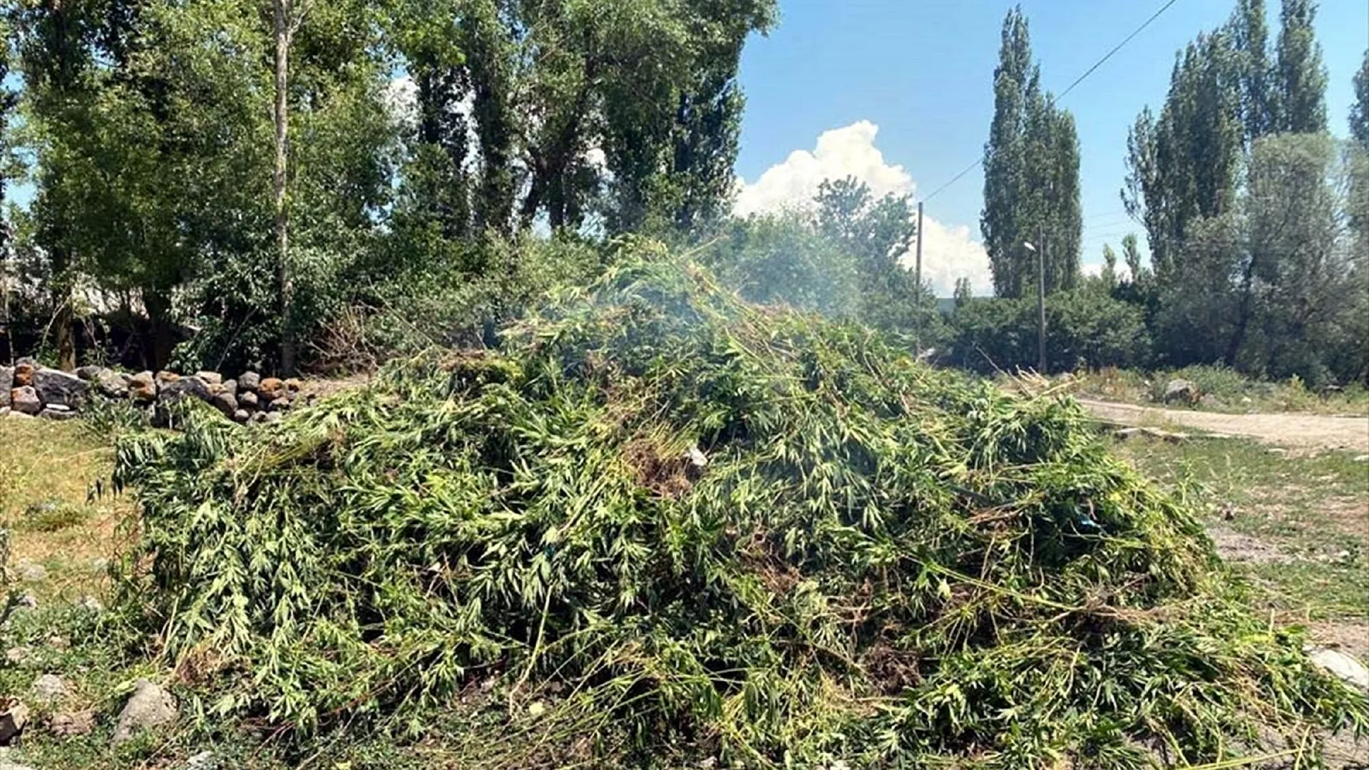 Kendiliğinden hazine arazisinde yetişen 10 bin kök Hint keneviri görevlilerce yakılarak imha edildi
