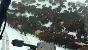 Mahsur kalan çobanlar ve sürüler kurtarıldı