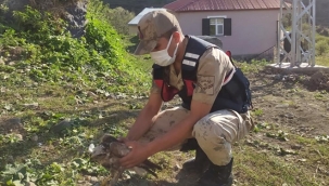 Yaralı halde bulduğu Kartal ve Saz Kamışçı tedaviye alındı