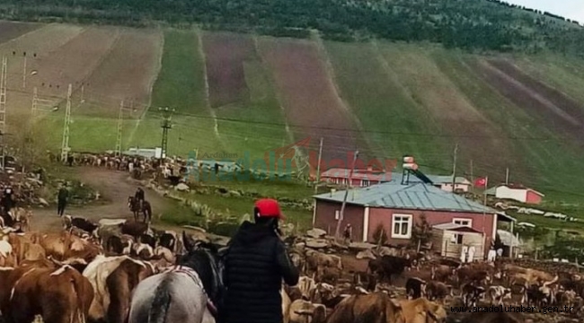 KÖYLÜ AHIRA KOYUYOR, HIRSIZLAR ÇIKARIYOR!