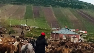 KÖYLÜ AHIRA KOYUYOR, HIRSIZLAR ÇIKARIYOR!