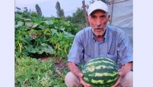 POSOFLU MUHTARIN KARPUZU DA ELİNDE KALDI!