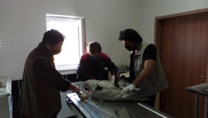 Vatandaşlarca yaralı bulunan turna tedaviye alındı