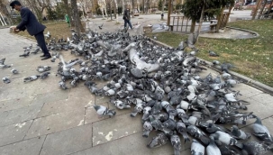 Soğuktan etkilenen güvercinler için yem bıraktılar