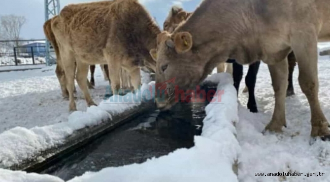 Ardahan'da Buz Devri Başladı.