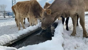 Ardahan'da Buz Devri Başladı.