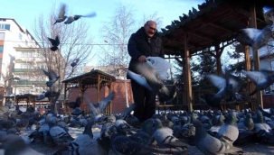 Güvercinleri her gün besliyor.!