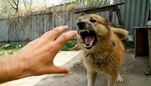 KÖPEKLER ÖĞRETMENİ AĞIR YARALADI!