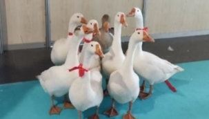 PODYUMUN KRALİÇESİ OLDU, 100 DOLARI KAPTI!