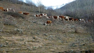Posof'ta Aralık ayında hayvanlar merada