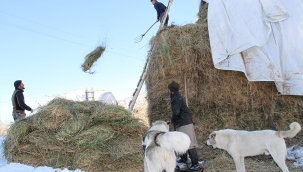 Valilik ot getirsin.!