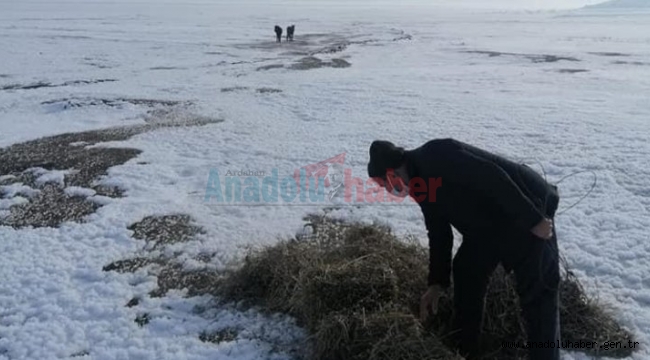 Yılkı atları unutulmadı