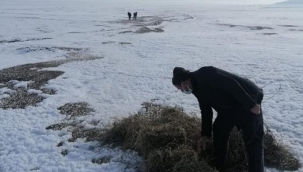 Yılkı atları unutulmadı