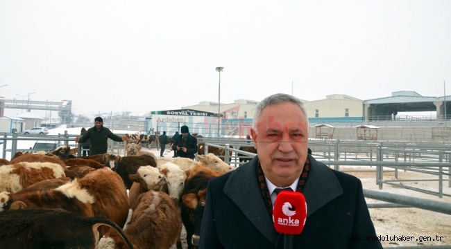 Kara: Ardahan'da hayvancılık can çekişiyor