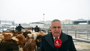 Kara: Ardahan'da hayvancılık can çekişiyor