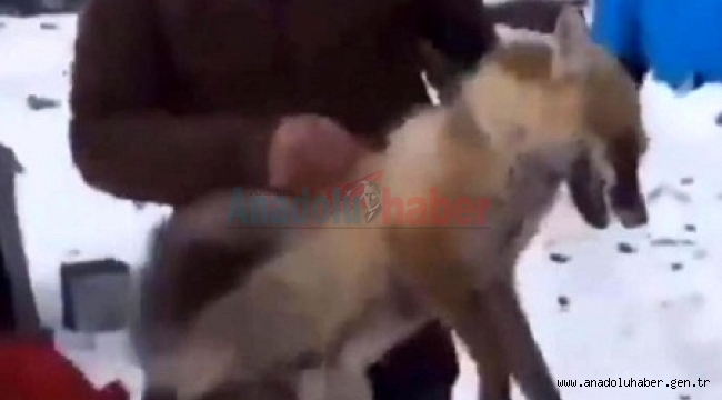 Tilkiye eziyet eden 4 şahsa ceza yağdı