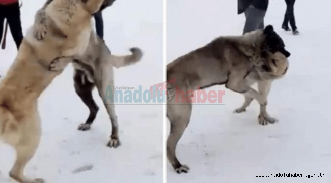 VALİ, KÖPEK DÖVÜŞTÜRENLERİ AFFETMEDİ!