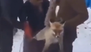 Yaralı halde yakaladıkları tilkiye eziyet ettiler!