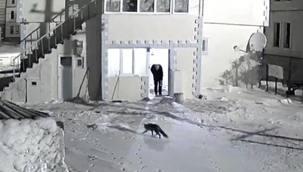 Yiyecek arayan tilkileri elleriyle besliyor
