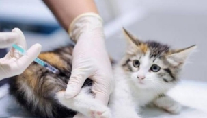 SIRA ARDAHANLI VETERİNERLERDE..