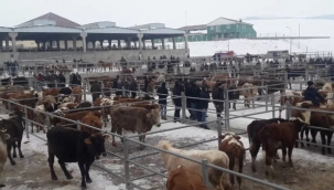 ARDAHAN HAYVAN MEYDANI KARANTİNAYA ALINDI