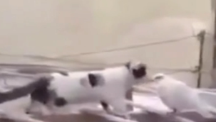 Kedinin hareketi boğazları düğümledi