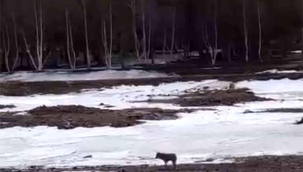 Ardahan'da üniversiteyi aç kurtlar bastı