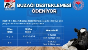 BUZAĞI DESTEKLEME ÖDEMELERİ BAŞLADI