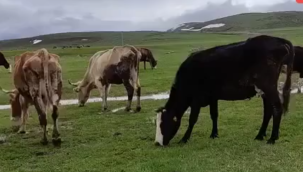 Ardahanlı besiciler, çetin kış sonrası meraya indi