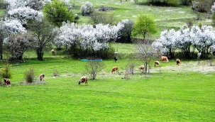 Meralarda çiçekler açmaya başladı