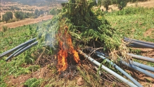 Ardahan'da bulunan Hint keneviri imha edildi