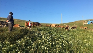 Ardahan'da yayla yolculuğu başladı