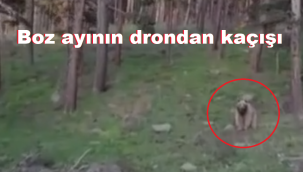 Boz ayının drondan kaçışı kamerada