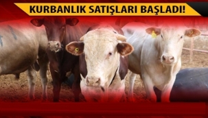 Büyükbaş ve küçükbaş hayvanlar pazarlarda satışa çıktı