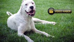 GÖLE'DE DOGO ARJANTİN CİNSİ KÖPEK DEHŞETİ