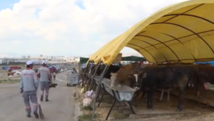 Kurbanlıklar alıcılarını bekliyor