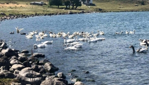 Geçimini kazdan sağlıyorlar