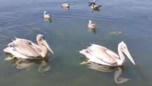 Pelikanlar adanın maskotu oldu