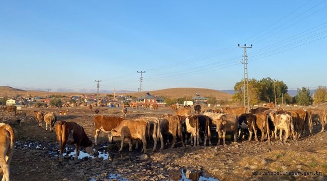 Hayvan Hırsızları İş Başına Geçti!