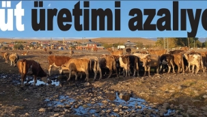 Süt üretimi azalıyor