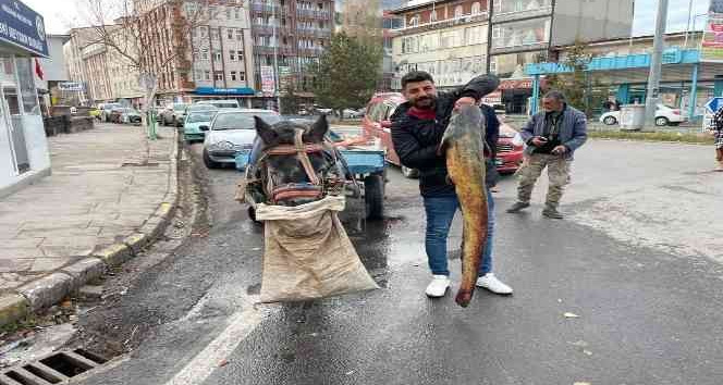 BİR BUÇUK METRELİK YAYIN BALIĞI YAKALADI