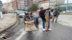 BİR BUÇUK METRELİK YAYIN BALIĞI YAKALADI