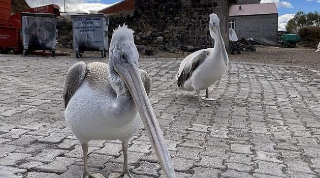 ‘Daha iyi bir yaşam’ diyerek göç edilen Ardahan’da Kuşlar göç etmedi!
