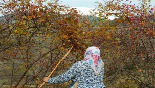 Posof'ta kuşburnu dallarında kaldı